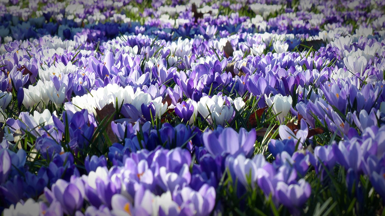 Compost wordt gelijkmatig over tuin verspreid.