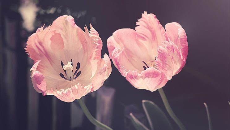 De lente tuin voorbereiden: essentiële biologische mulchtechnieken